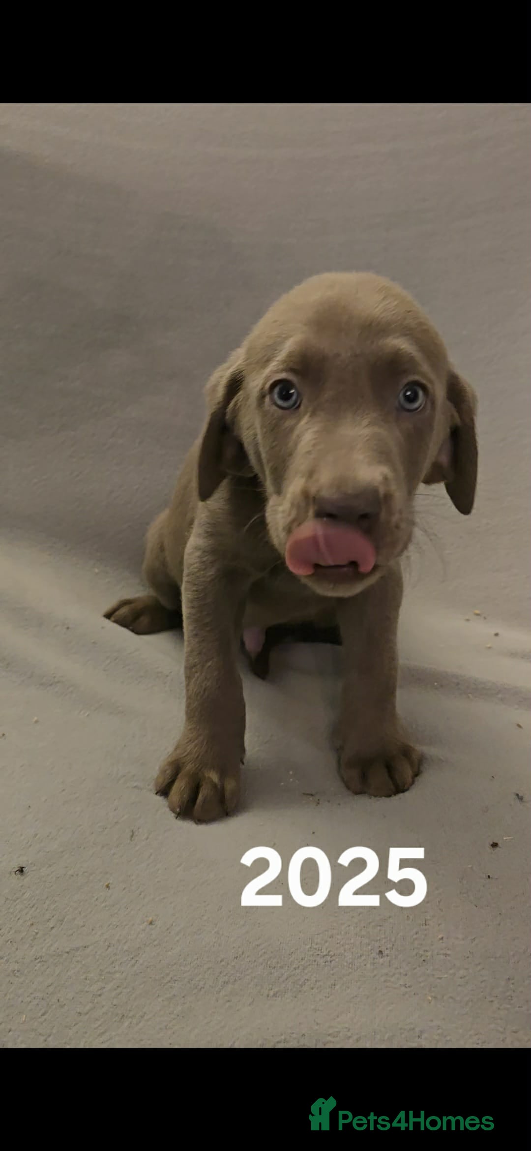 Labrador Retriever dogs for sale: Stunning silver Labradors  - Advert 23