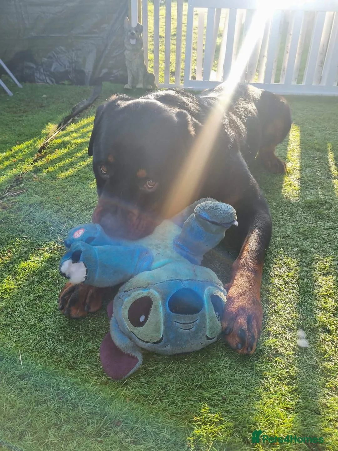 Rottweiler dogs for sale: Male Rottweiler Puppy in Sheerness - Advert 1