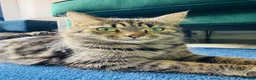 Mixed Breed cats for sale: Handsome Ragdoll mix Kitten - Advert 6