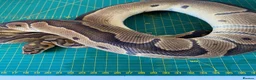 Python Snake reptiles for sale: Male clown royal python poss het albino  - Advert 4