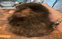 Mixed Breed cats for sale: 4 Beautiful Kittens - Maine Coon Mix - Image 9