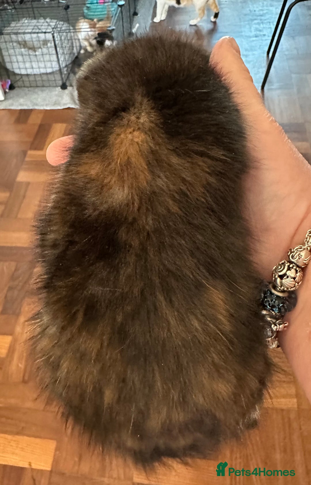 Mixed Breed cats for sale: 4 Beautiful Kittens - Maine Coon Mix - Image 9