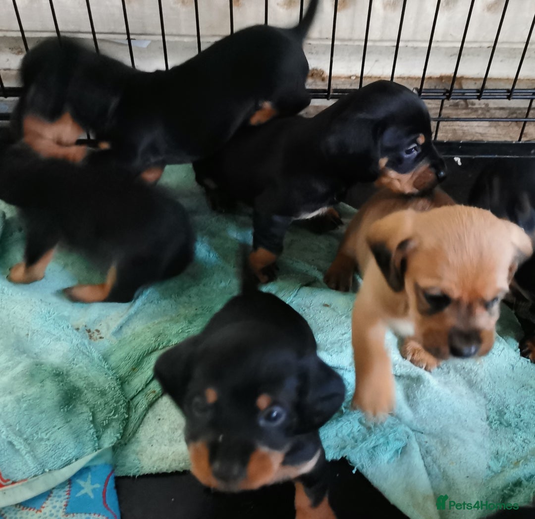 Mixed Breed dogs for sale: Adorable playful Cavachon x Dachshound pups - Advert 2