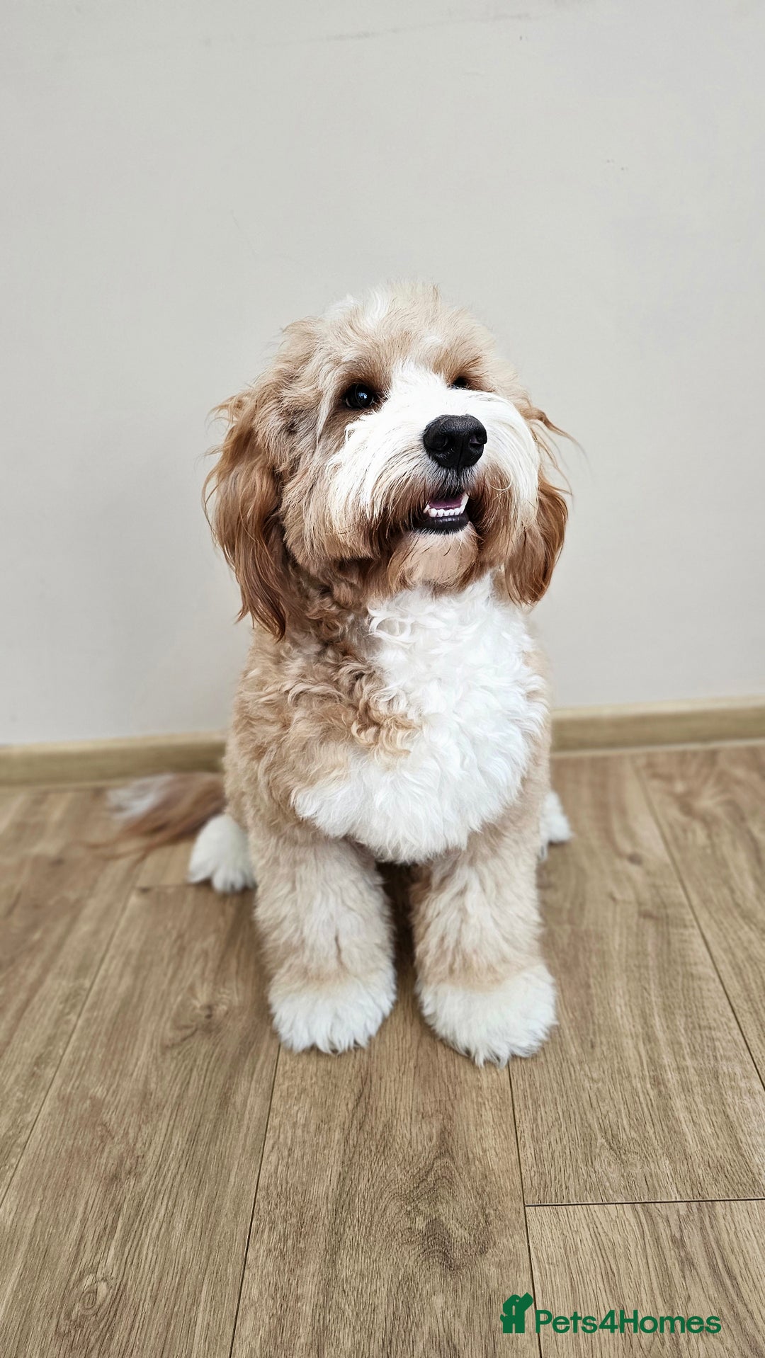 Labradoodle dogs for stud: STUNNING AUSTRALIAN LABRADOODLES HIP 0/0 ELBOW 0/0 - Advert 20