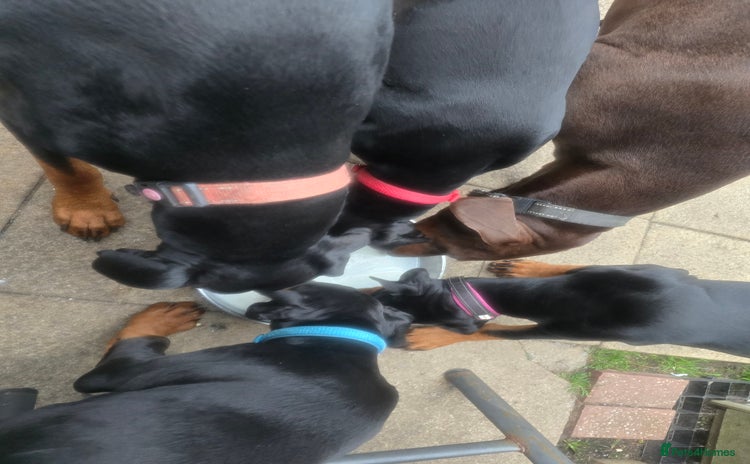 Dobermann dogs - Advert 10