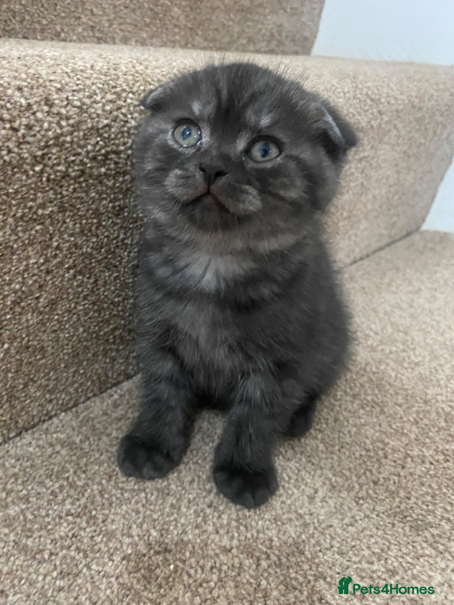 British Shorthair cats A male BSH/FOLD kitten left  - Advert 5