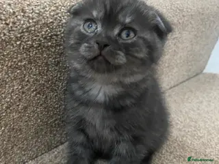 British Shorthair cats A male BSH/FOLD kitten left - Advert 5