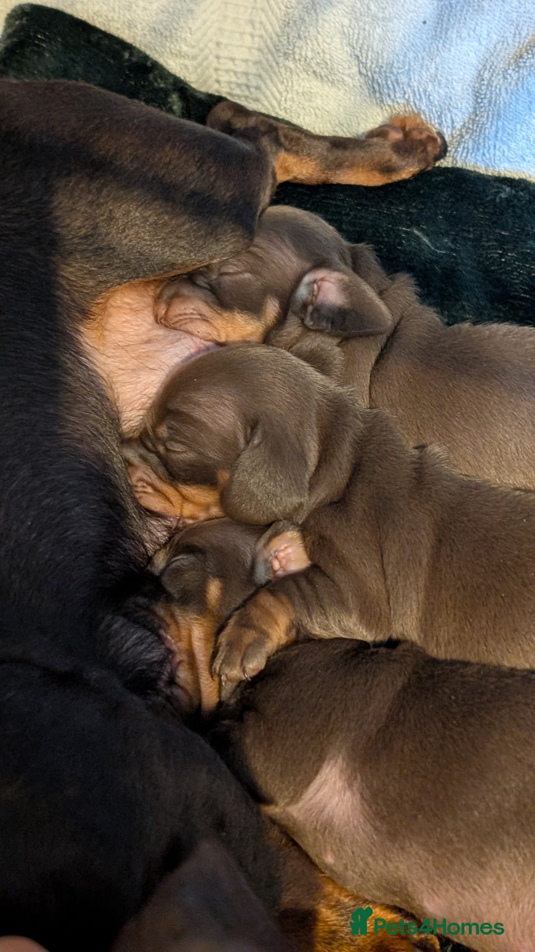 Miniature Dachshund dogs for sale: KC Miniature Dachshund ( MALE )  - Advert 5