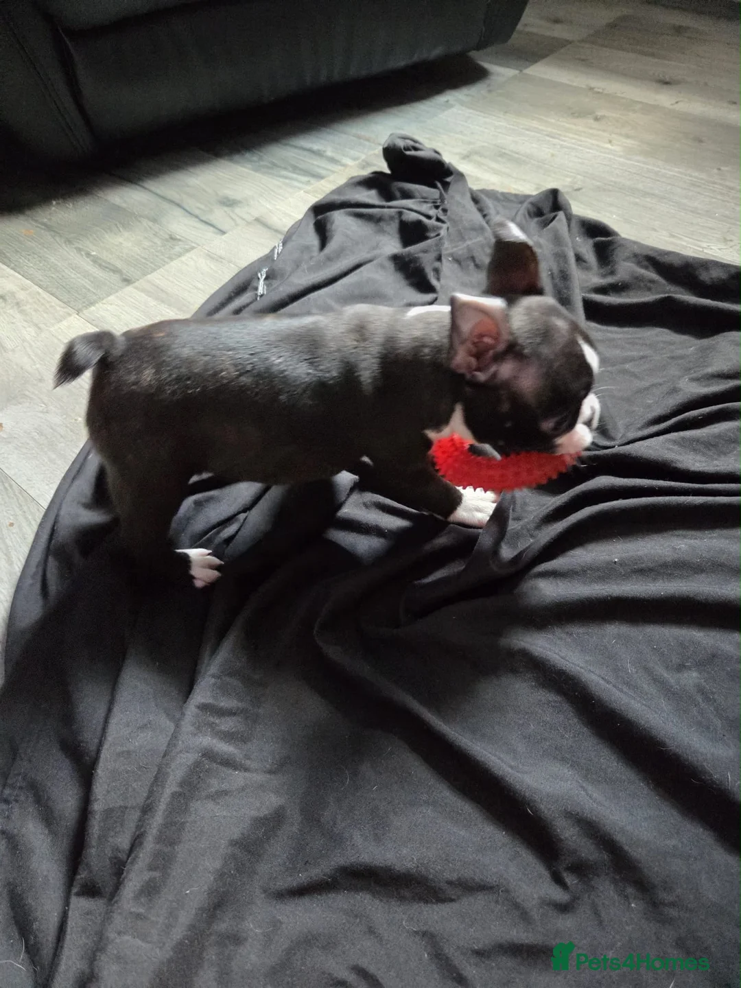 Boston Terrier dogs for sale: Last female Boston  - Advert 6