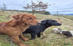 Golden Retriever dogs for sale: Golden retriever pups looking for forever homes  - Image 7