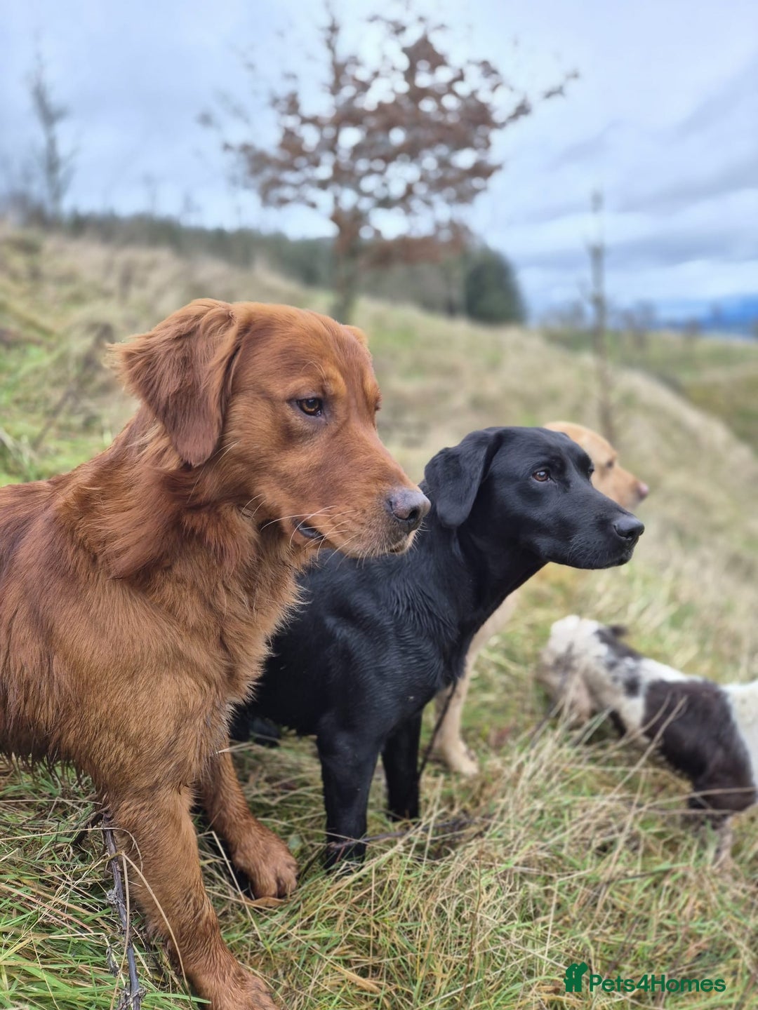 Golden Retriever dogs for sale: Golden retriever pups looking for forever homes  - Image 7