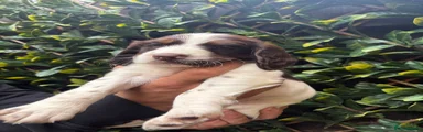 English Springer Spaniel 1