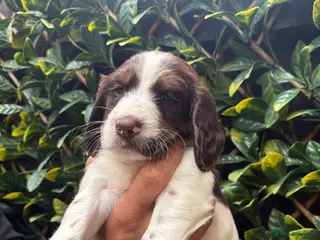 English Springer Spaniel dogs English Springer Spaniel Puppies - Advert 5