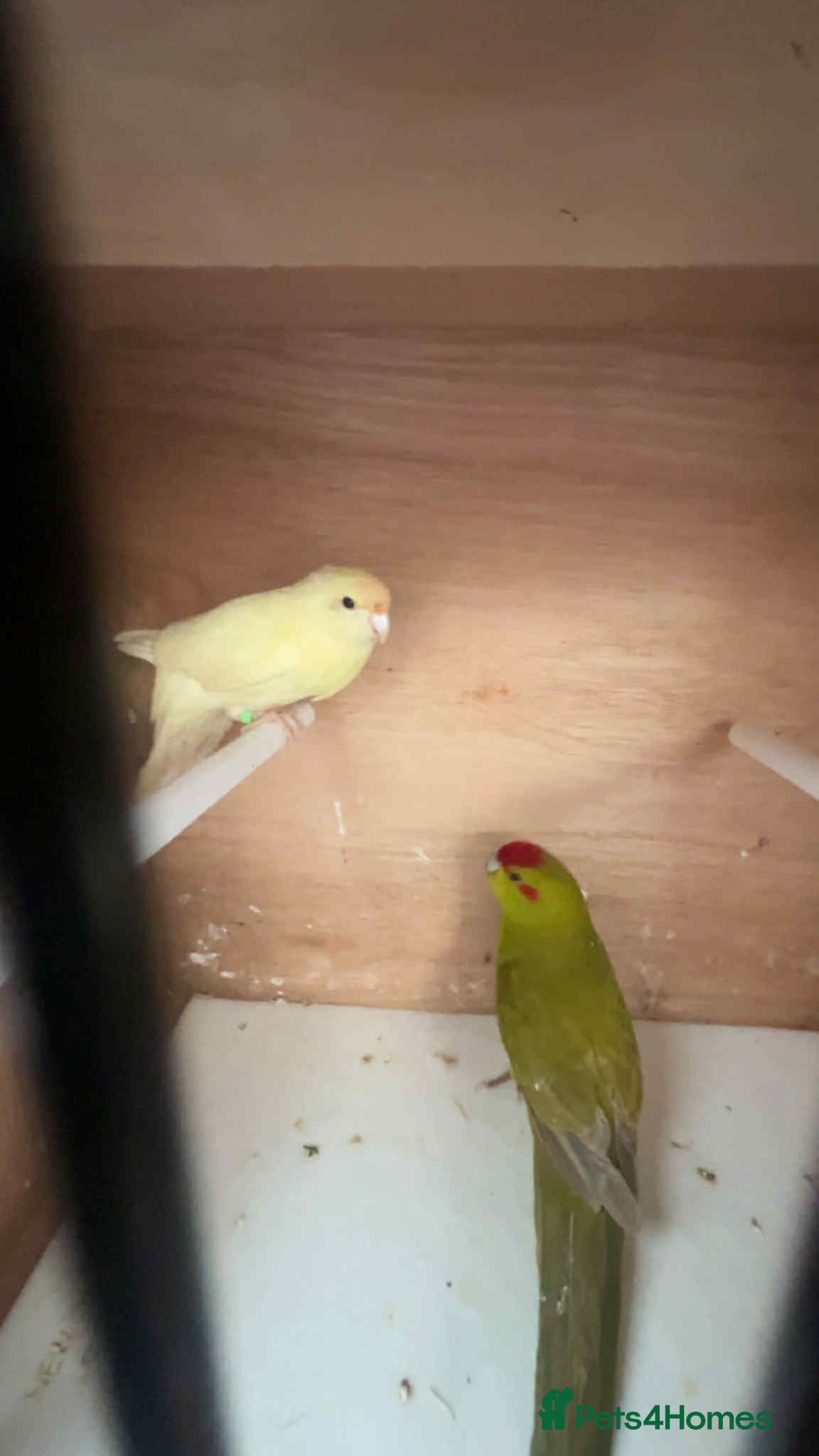 Parakeets birds Breeding pair of Kakrikis  - Advert 1