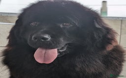 Newfoundland dogs for sale: Beautiful Newfoundland girl  - Image 1