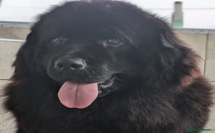 Newfoundland dogs - Advert 12