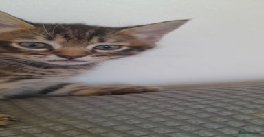 Mixed Breed cats - Advert 11