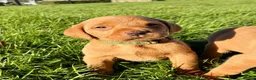 Labrador Retriever dogs for sale: Kc fox red Labrador puppy’s  - Advert 5