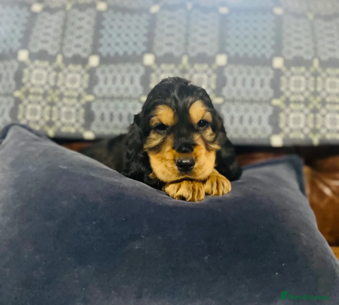 Cocker Spaniel dogs for sale: 1boy ready2go KC/Healthtested parents Show type 🌸 - Advert 1