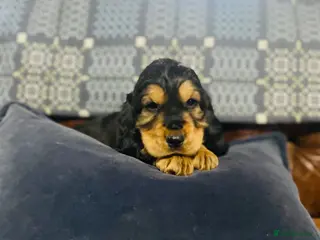Cocker Spaniel dogs for sale: 1boy ready2go KC/Healthtested parents Show type 🌸 - Advert 2