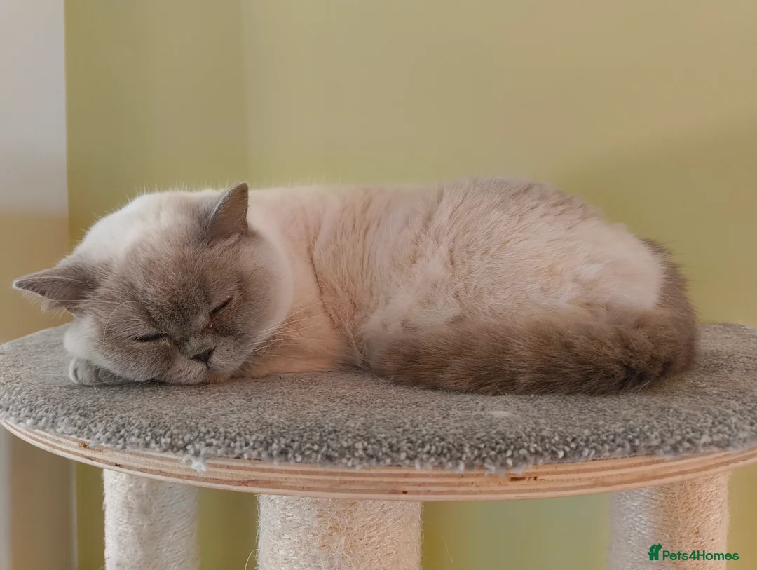 British Shorthair cats for sale: Lilac colourpoint  - Advert 13