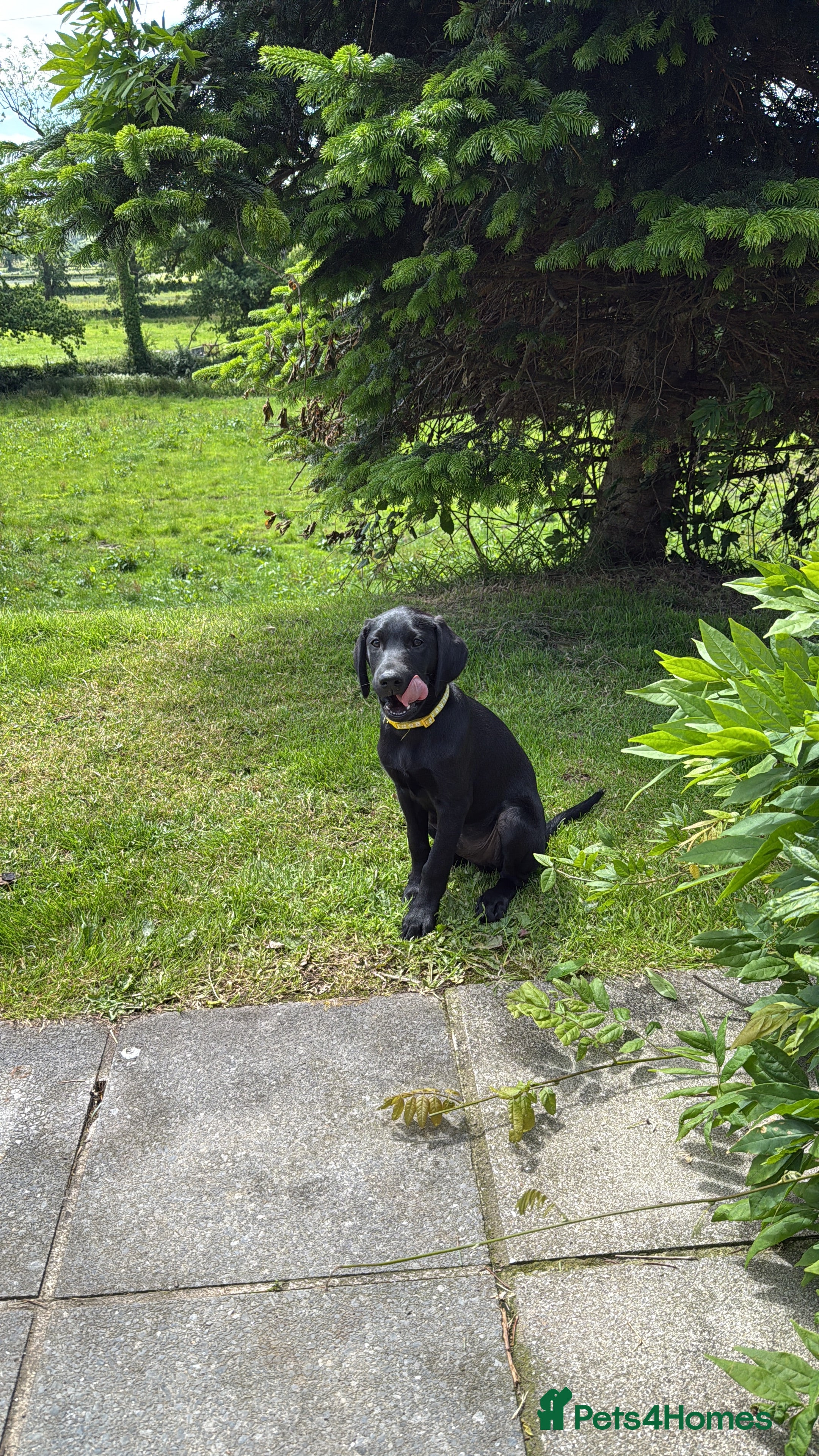 Labrador Retriever dogs Labrador x Labrador/flat coat retriever puppies - Advert 2