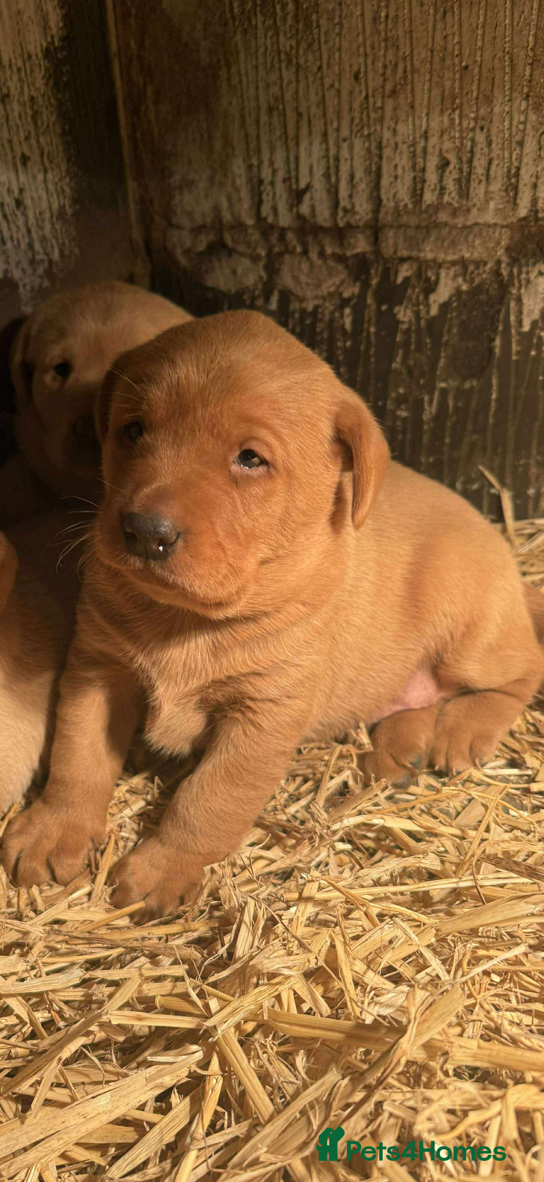 Labrador Retriever dogs for sale: Ftch. Labrador puppies  - Advert 12