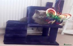 British Longhair cats for sale: 2yr old grey British shorthair X longhair - Image 1