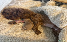 Toy Poodle dogs for sale: Tiny toy poodle for sale  - Image 3