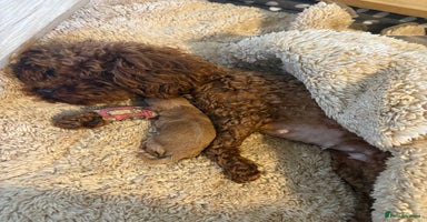 Toy Poodle dogs - Advert 16