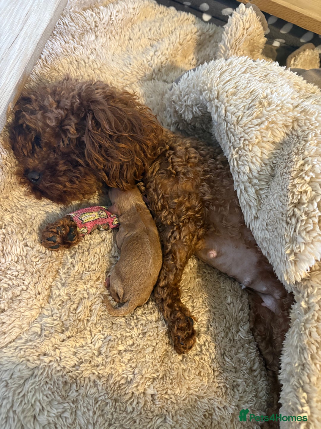 Toy Poodle dogs for sale: Tiny toy poodle for sale  - Image 3