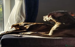 Mixed Breed dogs for sale: 16 week American Bulldog/staff - Advert 1