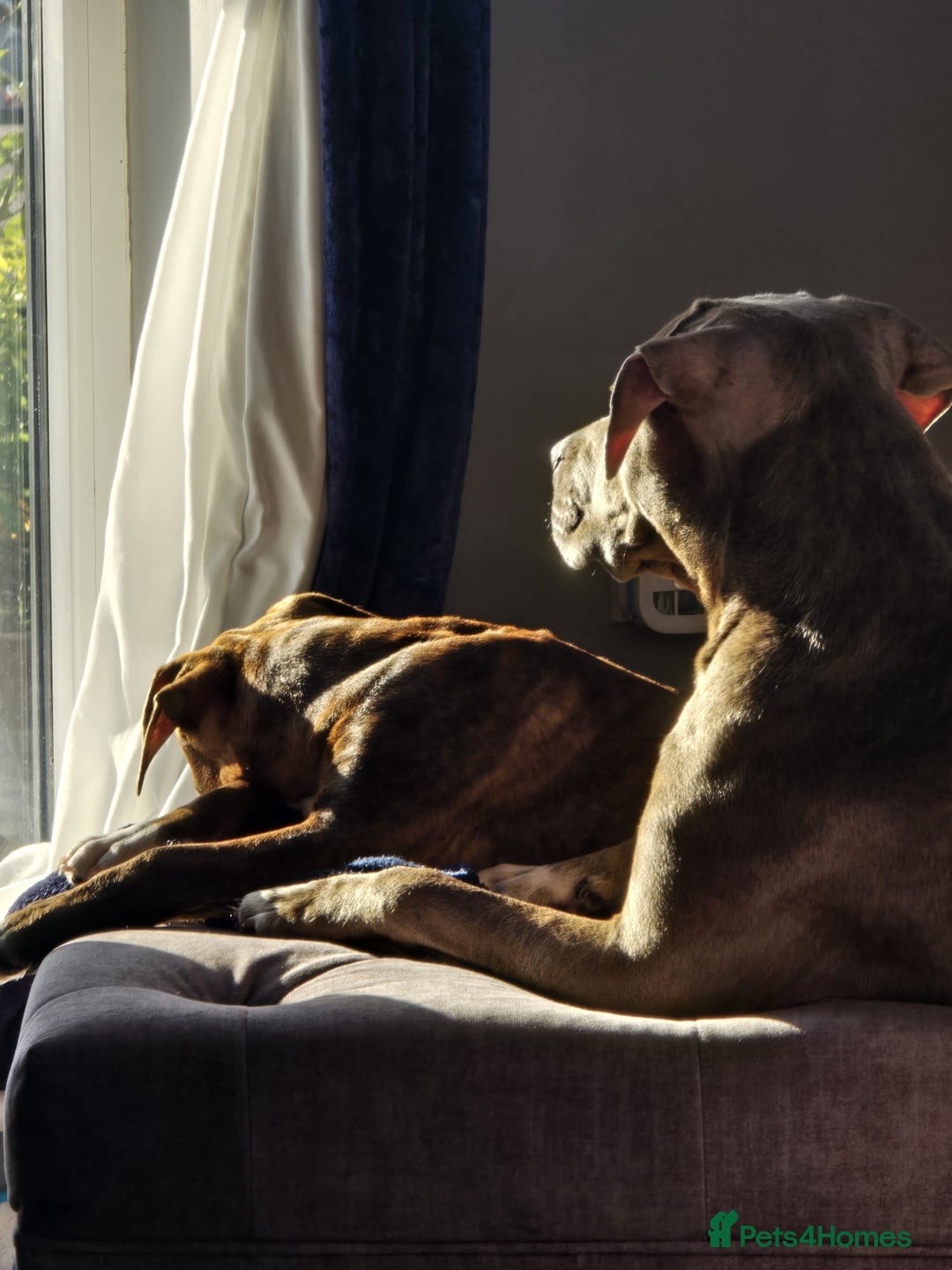 Mixed Breed dogs for sale: 16 week American Bulldog/staff - Advert 1