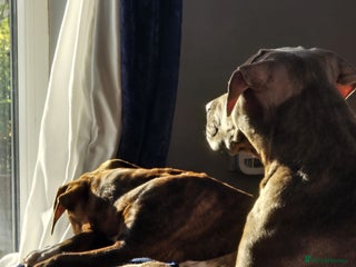 Mixed Breed dogs 16 week American Bulldog/staff - Advert 1