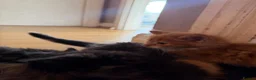 Mixed Breed cats for sale: Beautiful Kittens  - Advert 6