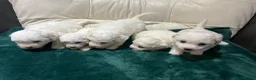 Bichon Frise dogs for sale: Purebred bichon frise - Advert 15