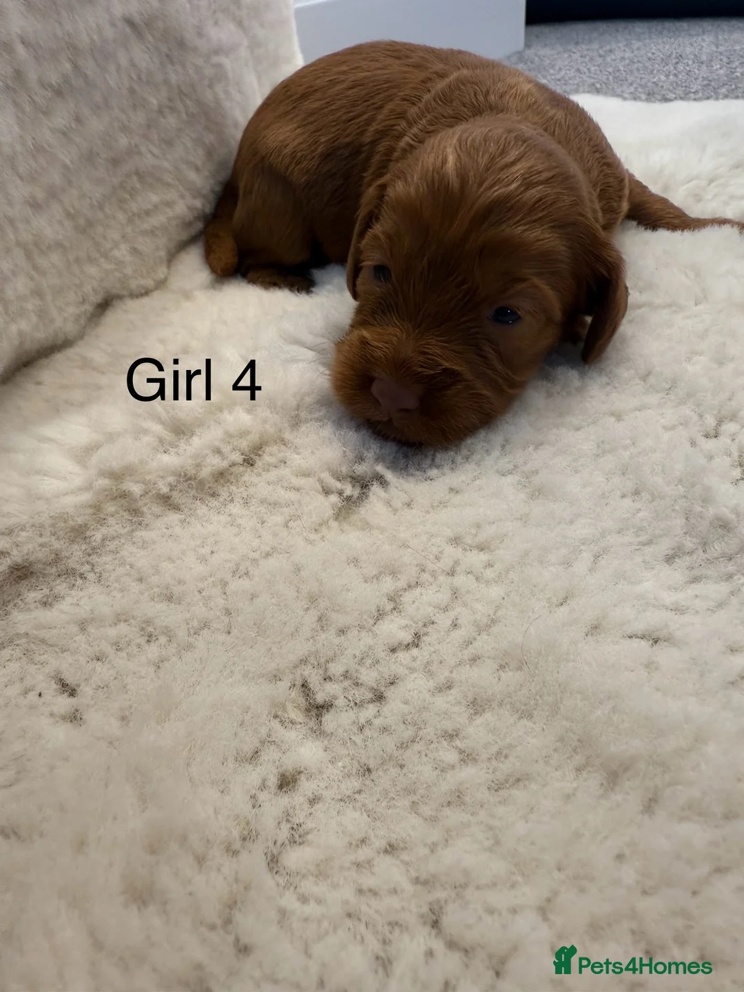 Cockapoo dogs for sale: F1 stunning cockerpoo puppies - Advert 17