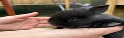 Mini Lop rabbits for sale: Beautiful plush lops  - Advert 7