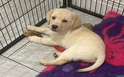 Labrador Retriever dogs for sale: READY NOW - Beautiful Show Type Labrador Puppies - Image 1