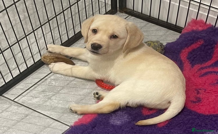 Labrador Retriever dogs - Advert 2