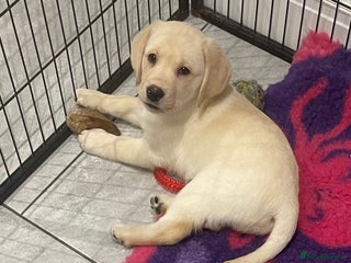 Labrador Retriever dogs - Advert 12