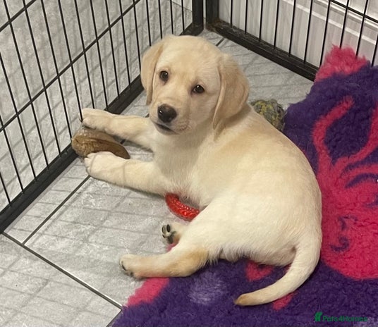 Labrador Retriever dogs - Advert 3