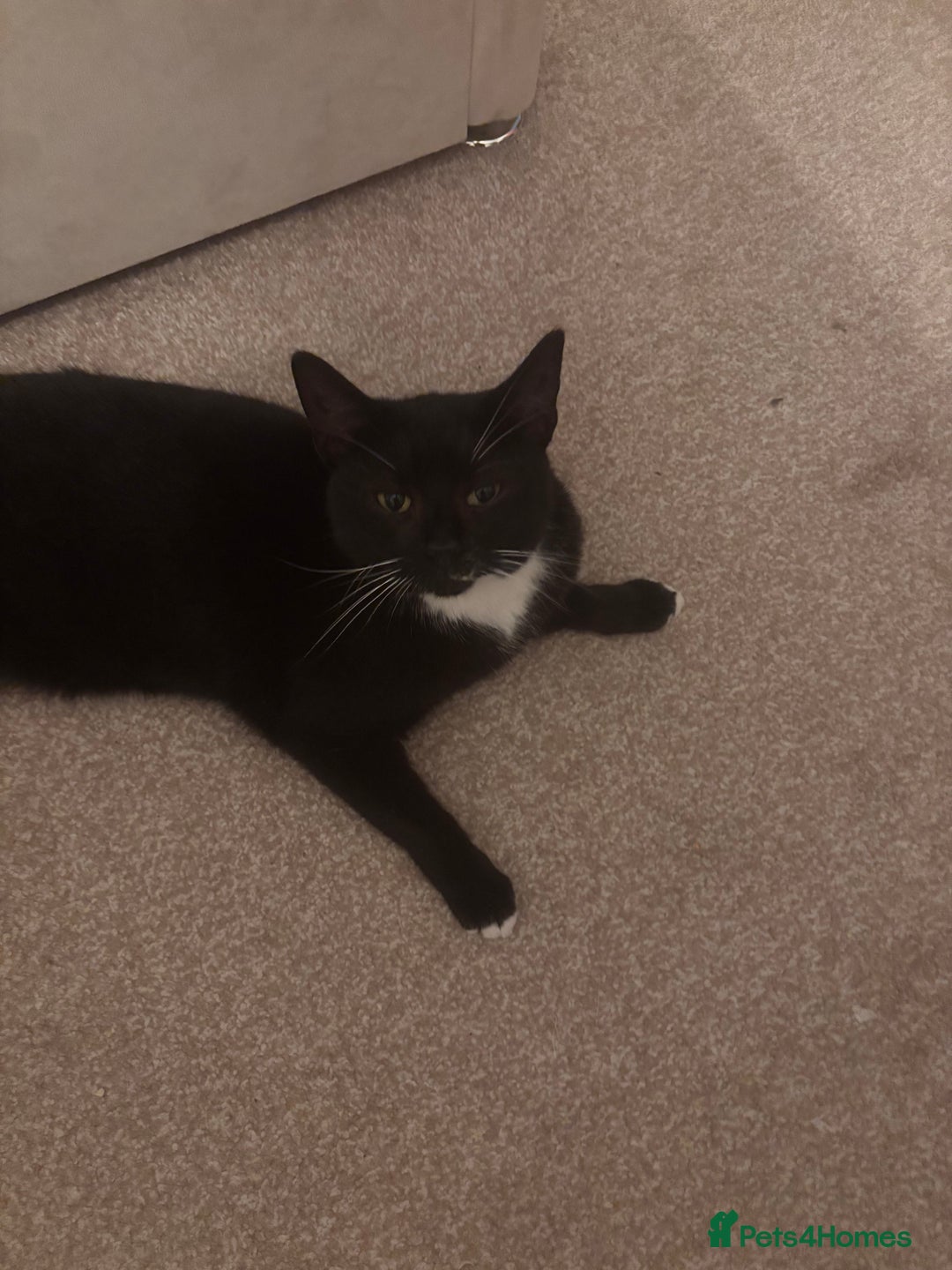 Domestic Shorthair cats for adoption: Loving adult female 5 years old  - Advert 3