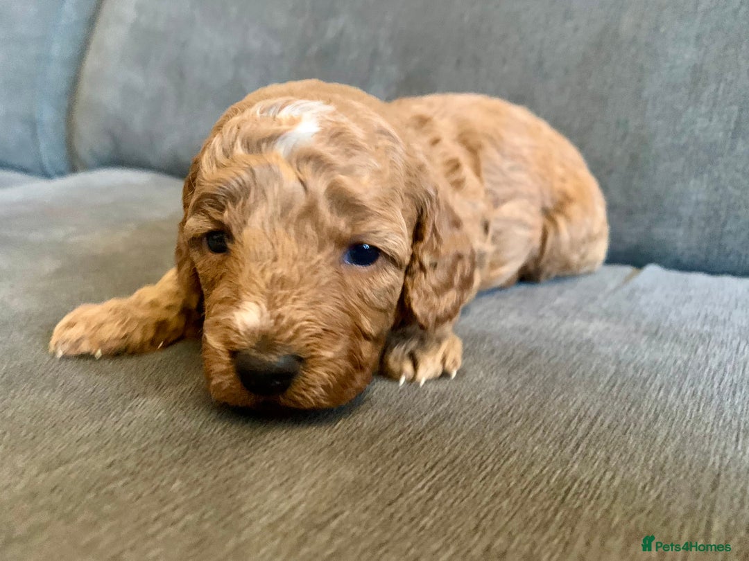 Cockapoo dogs for sale: Cockapoo - Advert 20