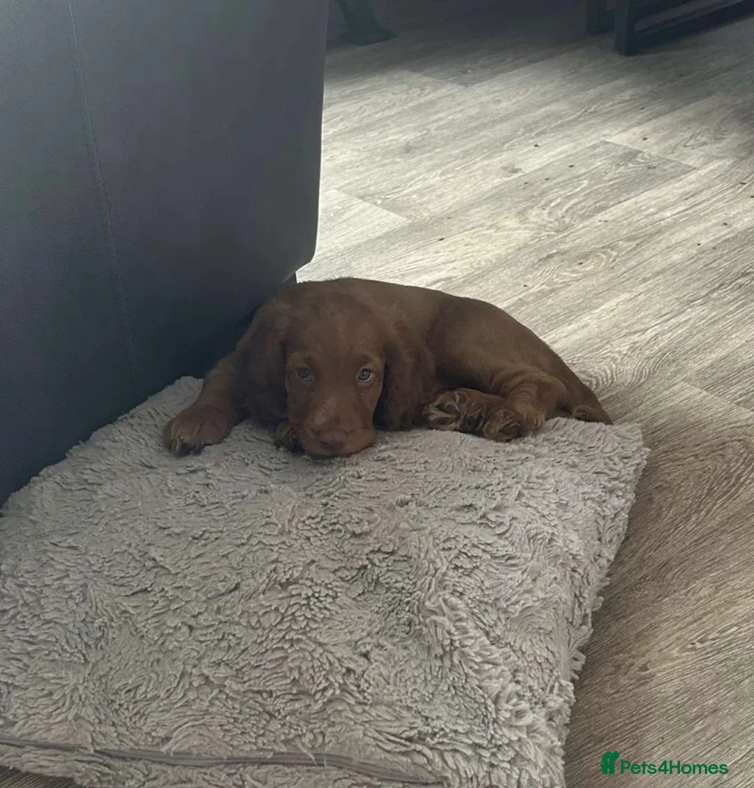 Cocker Spaniel dogs for sale: Cocker spaniel female 1 year old  in Rotherham - Advert 10