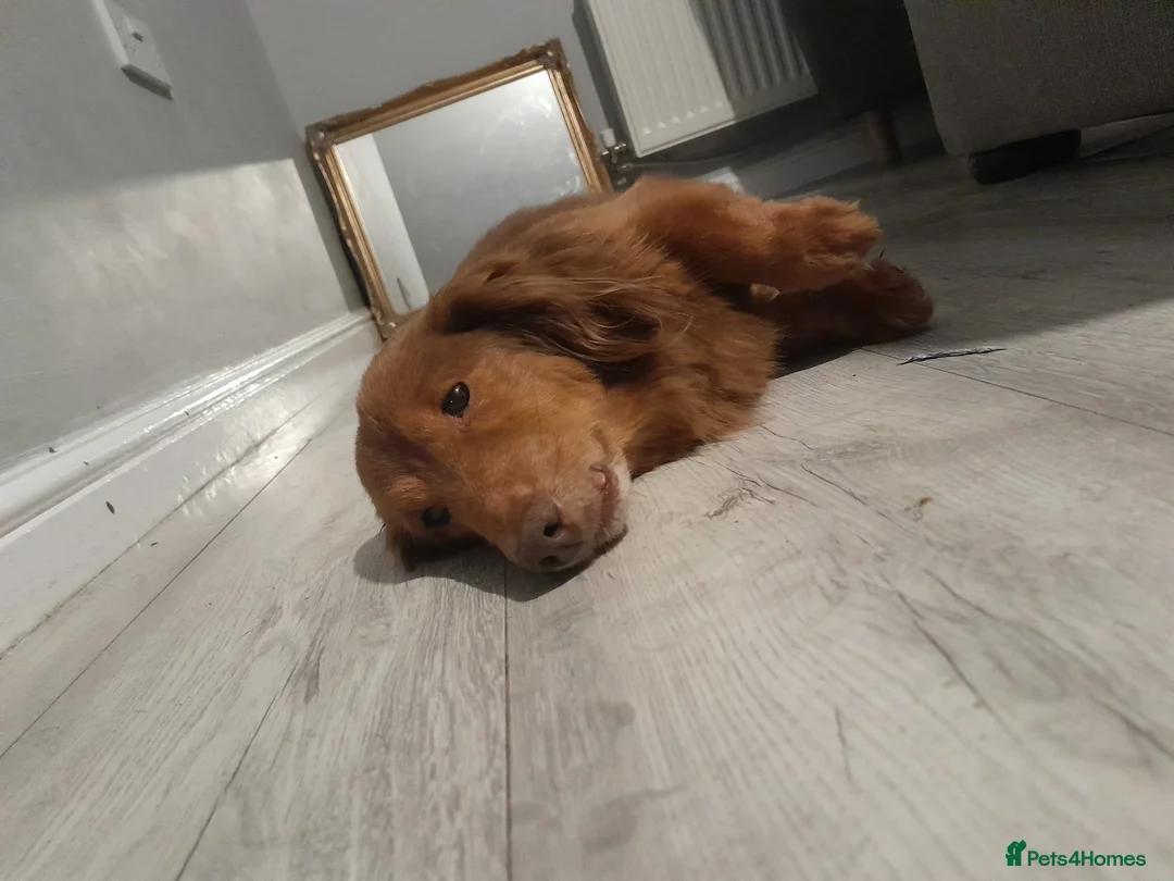 Mixed Breed dogs for sale: Cairn terriers - Advert 8