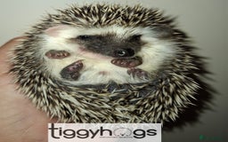 Pygmy Hedgehog rodents for sale: Handsome boys available-new pics added 5/8 - Image 8