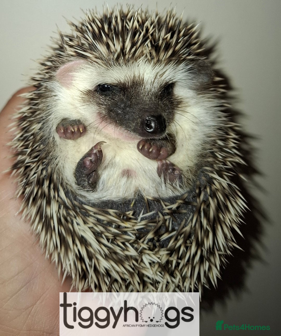 Pygmy Hedgehog rodents for sale: Handsome boys available-new pics added 5/8 - Image 8