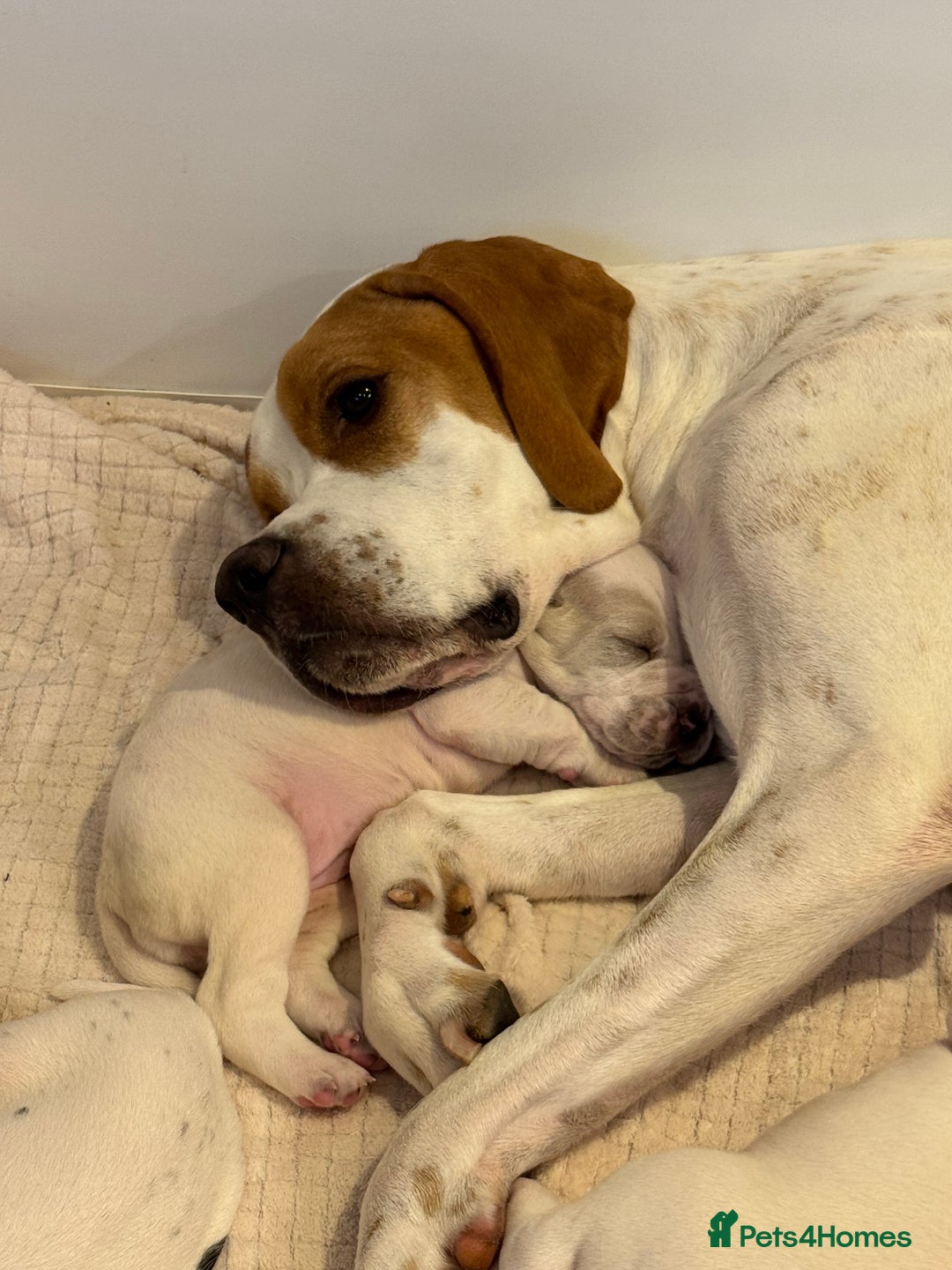 Pointer dogs for sale: Beautiful litter of Top Quality Pointer Puppies - Advert 10