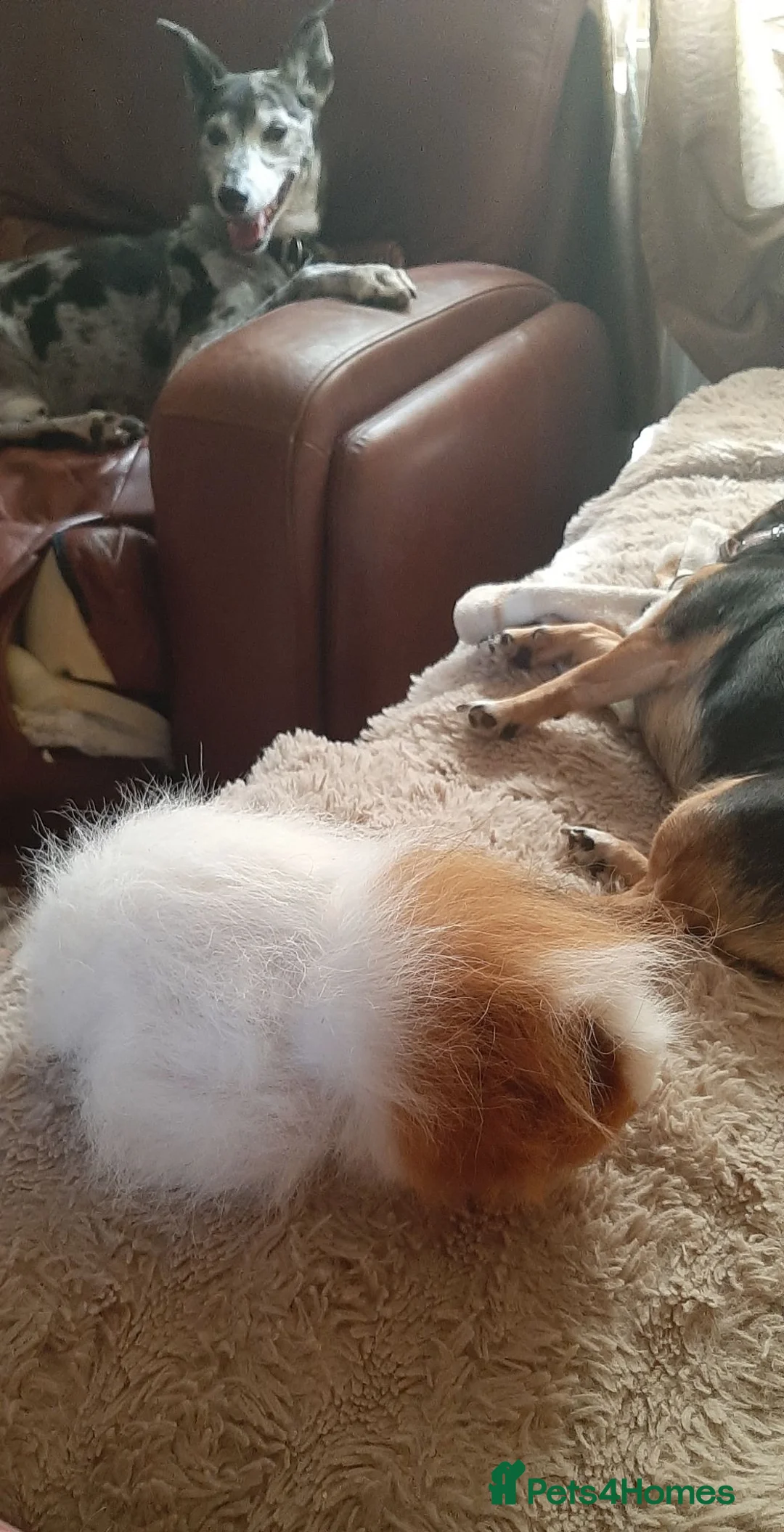 Guinea Pig rodents for sale: Swiss female - Advert 3